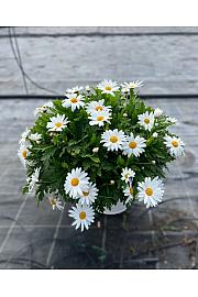 Chrysanthemum frutescens Albenga Ø25