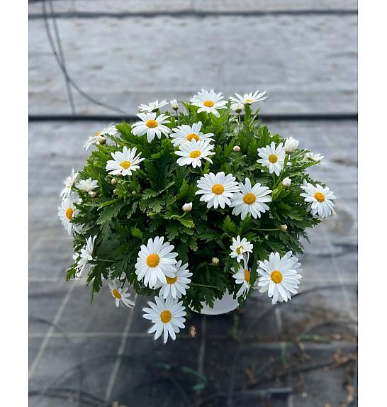 Chrysanthemum frutescens Albenga Ø25