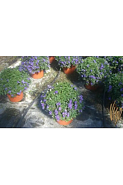 Solanum rantonetti Ø25