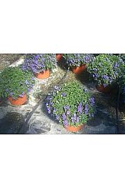 Solanum rantonetti Ø25