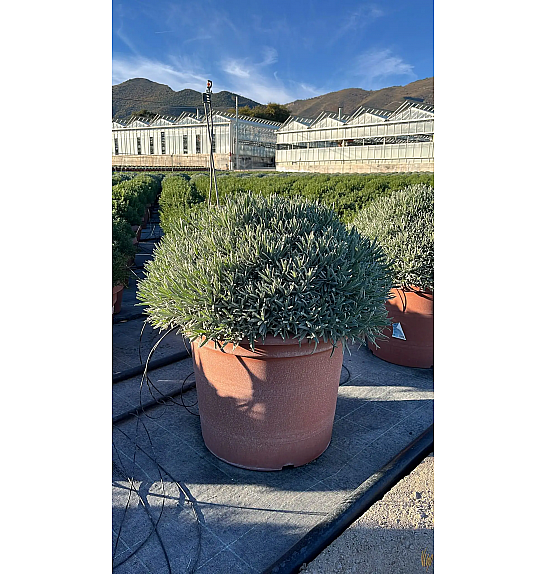 Lavandula angustifolia Ø55