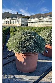 Lavandula angustifolia Ø55