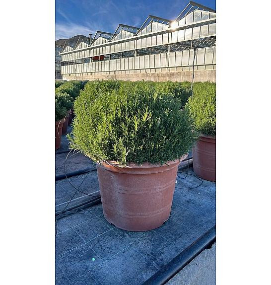 Rosmarinus officinalis Ø55