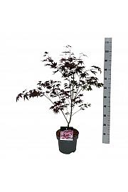 Acer palmatum Atropurpureum C5 Lit. 50-60 cm JBK