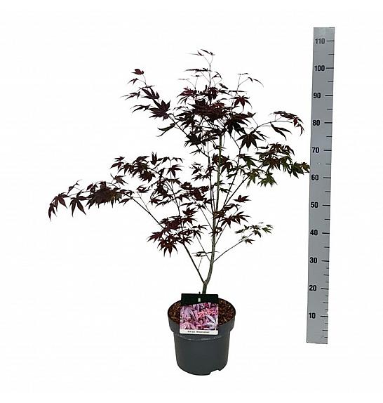 Acer palmatum Atropurpureum C5 Lit. 50-60 cm JBK