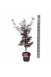 Acer palmatum Skeeters Broom C5 Lit. 50-60 cm JBK