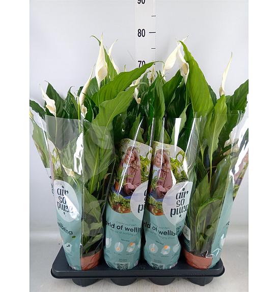 Spathiphyllum; Ø13 cm
