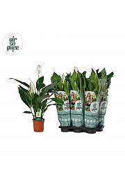 Spathiphyllum; Ø17 cm
