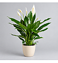 Spathiphyllum; Ø17 cm