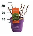 Sorbaria Matcha Ball C3 Lit. 30-50 cm