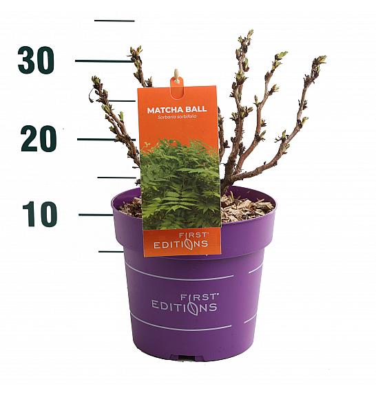 Sorbaria Matcha kuglice C3 lit. 30-50 cm