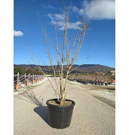 Acer Campestre C110 Lit. 250-300 cm; Večstebelni (ZEL)