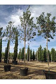 Acer Freemanii Autumn Blaze C110 Lit. Na Steblu 200 cm; 16/18 cm (ZEL)