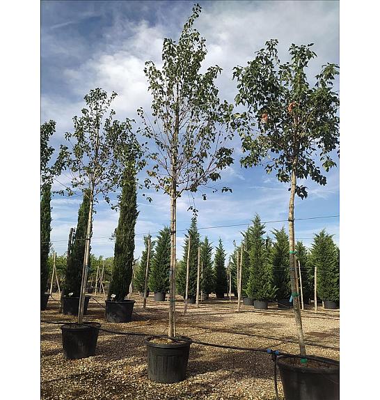 Acer Freemanii Autumn Blaze C110 Lit. Na Steblu 200 cm; 16/18 cm (ZEL)