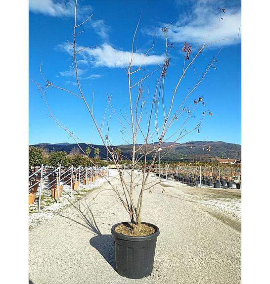 Acer Ginnala C90 Lit. 200-250 cm; Večstebelni (ZEL)