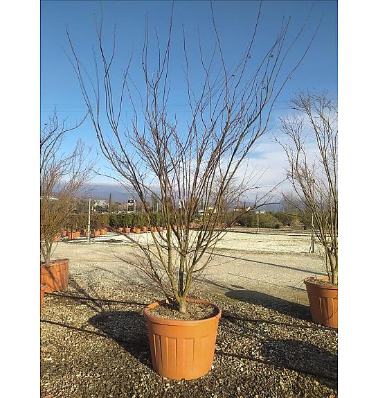 Acer Palmatum   C100 Lit. 250-300 cm (ZEL)