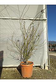 Acer Palmatum   C35 Lit. 125-150 cm (ZEL)