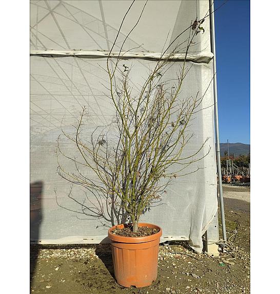 Acer Palmatum   C35 Lit. 125-150 cm (ZEL)