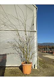 Acer Palmatum   C35 Lit. 150-175 cm (ZEL)