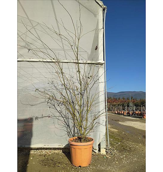 Acer Palmatum   C35 Lit. 150-175 cm (ZEL)