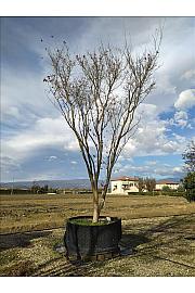 Acer Palmatum   C500 Lit. 600-700 cm; Krošnja 300/350 cm (ZEL)