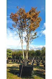 Acer Palmatum   C500 Lit. 700-800 cm; Krošnja 250/300 cm (ZEL)