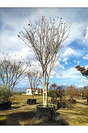 Acer Palmatum   C500 Lit. 700-800 cm; Krošnja 350/400 cm (ZEL)