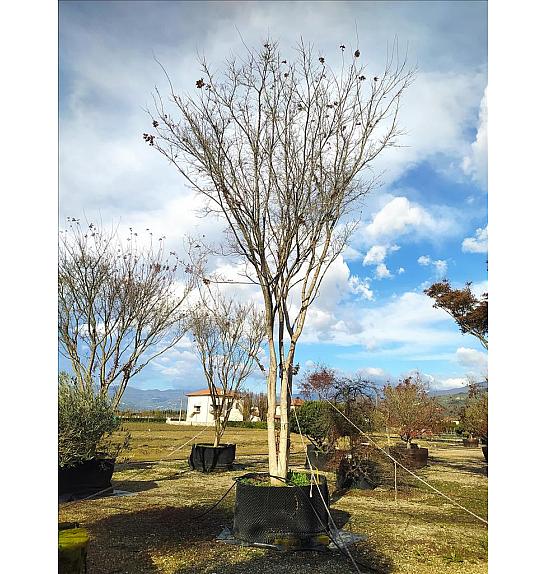 Acer Palmatum   C500 Lit. 700-800 cm; Krošnja 350/400 cm (ZEL)