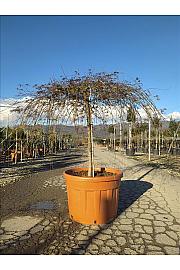 Acer palmatum  Dissectum Emerald Lace C160 Lit. Na Steblu 100 cm; 12/14 cm; Krošnja 175/200 cm (ZEL)