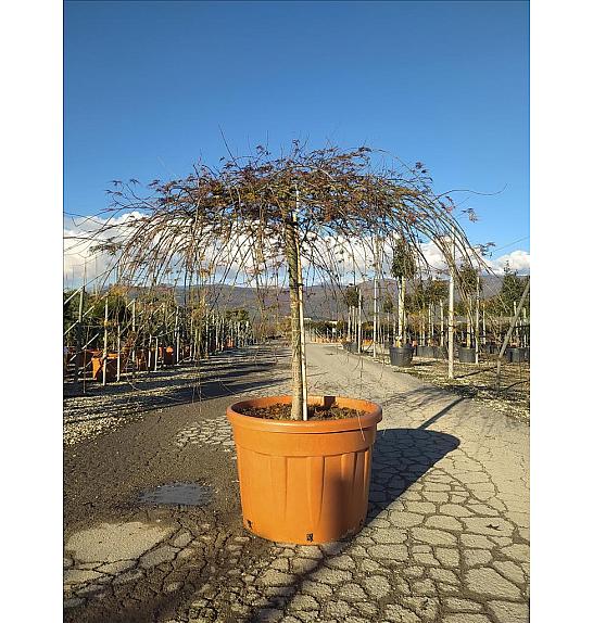 Acer palmatum  Dissectum Emerald Lace C160 Lit. Na Steblu 100 cm; 12/14 cm; Krošnja 175/200 cm (ZEL)