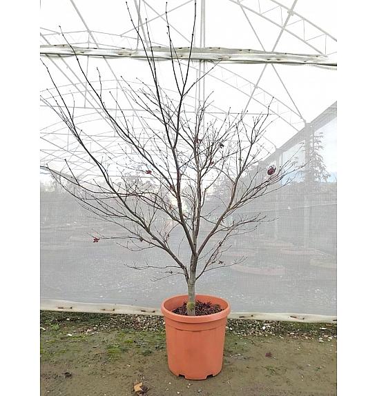 Acer palmatum Bloodgood  C25 Lit. 125-150 cm (ZEL)