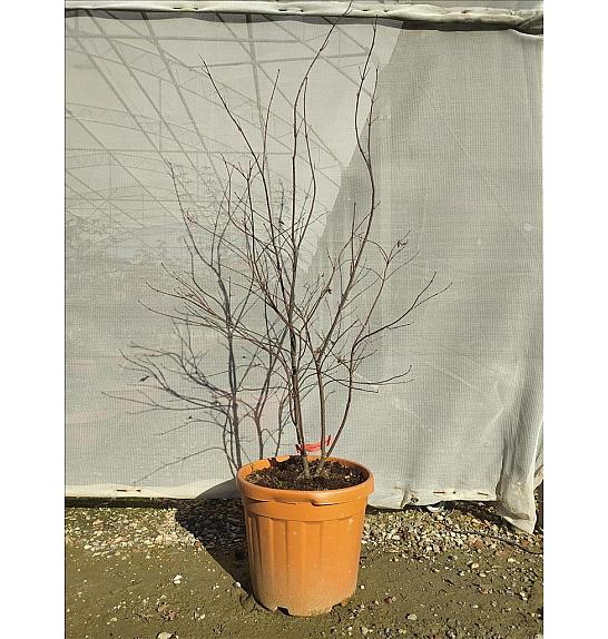 Acer palmatum Bloodgood  C30 Lit. 125-150 cm (ZEL)