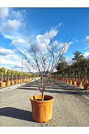 Acer palmatum Bloodgood  C50 Lit. 125-150 cm (ZEL)