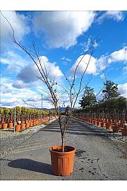 Acer palmatum Bloodgood  C55 Lit. 150-175 cm (ZEL)
