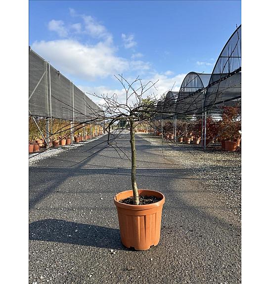 Acer palmatum Dissectum Inabashidare C33 Lit. Na Steblu 100 cm; Krošnja 80/100 cm (ZEL)