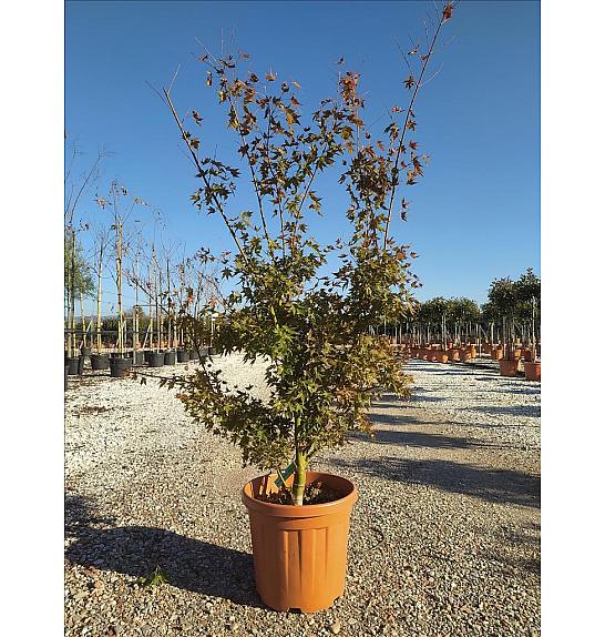 Acer palmatum Going Green C25 Lit. 80-100 cm (ZEL)