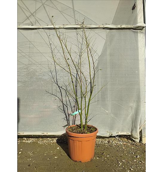 Acer palmatum Going Green C30 Lit. 125-150 cm (ZEL)