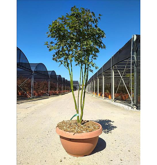 Acer palmatum Going Green C40 Lit. 125-150 cm (ZEL)