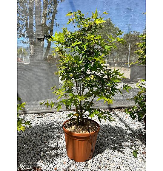 Acer palmatum Japanese Sunrise C25 Lit. 80-100 cm (ZEL)