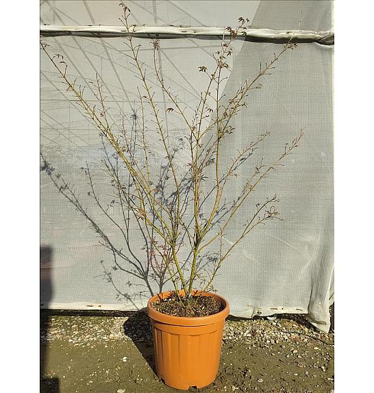 Acer palmatum Jerre Schwartz  C30 Lit. 125-150 cm (ZEL)