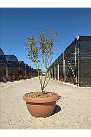 Acer palmatum Jerre Schwartz  C40 Lit. 125-150 cm (ZEL)