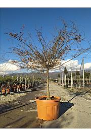Acer palmatum Katsura C180 Lit. Na Steblu 100 cm; 14/16 cm; Krošnja 175/200 cm (ZEL)