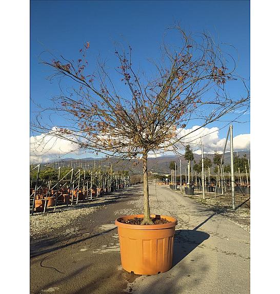 Acer palmatum Katsura C180 Lit. Na Steblu 100 cm; 14/16 cm; Krošnja 175/200 cm (ZEL)