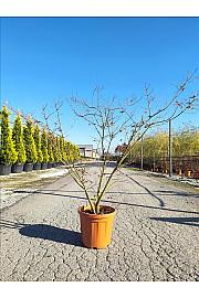 Acer palmatum Katsura C30 Lit. 80-100 cm (ZEL)