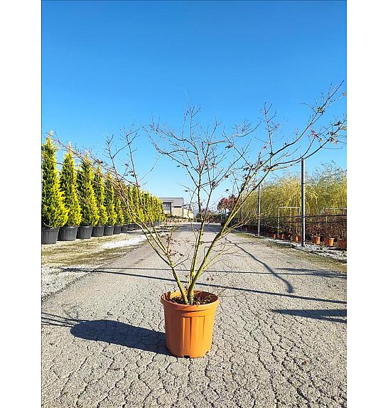 Acer palmatum Katsura C30 Lit. 80-100 cm (ZEL)