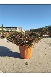 Acer palmatum Orange Dream  C30 Lit. 40-60 cm (ZEL)