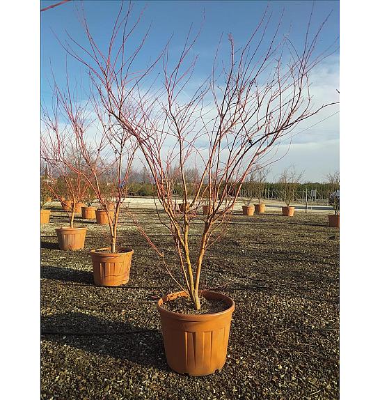 Acer palmatum Sangu Kaku  C90 Lit. 200-250 cm (ZEL)