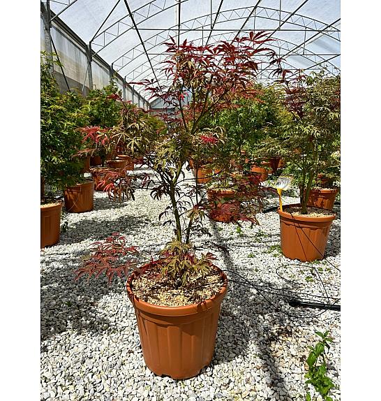 Acer palmatum Shirazz C30 Lit. 80-100 cm (ZEL)