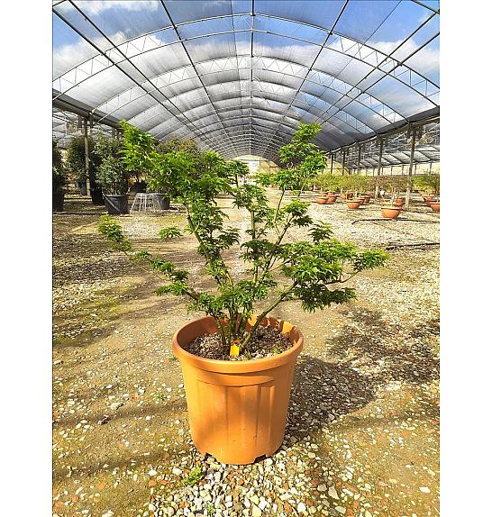 Acer palmatum Shishigashira C25 Lit. 80-100 cm (ZEL)