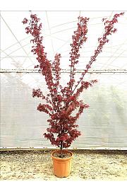 Acer palmatum Skeeters Broom C30 Lit. 80-100 cm (ZEL)